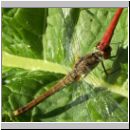 Sympetrum sanguineum - Blutrote Heidelibelle 03.jpg